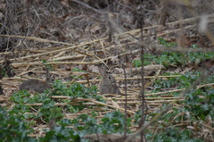 Oryctolagus cuniculus