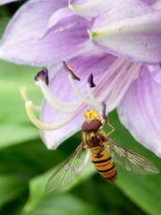 Episyrphus balteatus