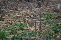 Oryctolagus cuniculus