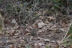 Oryctolagus cuniculus