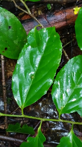 Image of Banara guianensis by (c) Guillaume Delaitre, some rights reserved (CC BY)