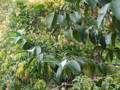 Psydrax umbellata