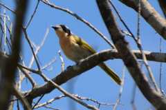 Telophorus olivaceus