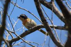 Telophorus olivaceus