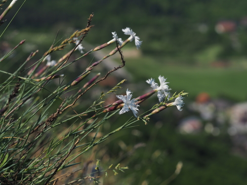 Dianthus praecox, photograph 1