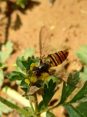 Episyrphus balteatus