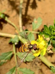 Episyrphus balteatus
