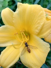 Episyrphus balteatus