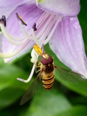 Episyrphus balteatus