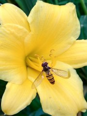 Episyrphus balteatus