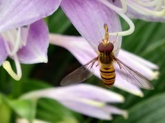 Episyrphus balteatus