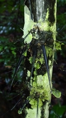 Astrocaryum aculeatum