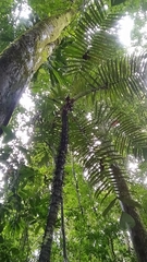 Astrocaryum aculeatum