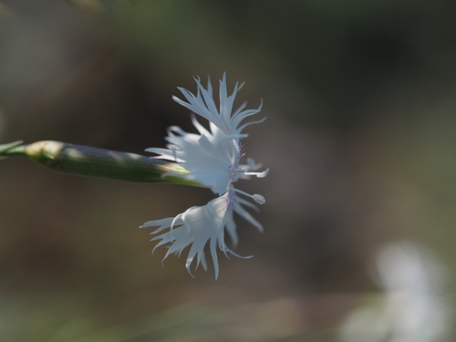 Dianthus praecox, photograph 2