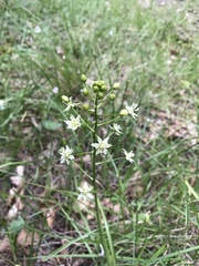 Toxicoscordion micranthum