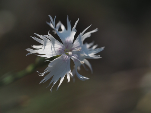 Dianthus praecox, photograph 3