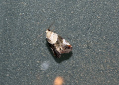 Hypercodia wheeleri