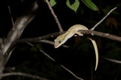 Pseudothecadactylus australis