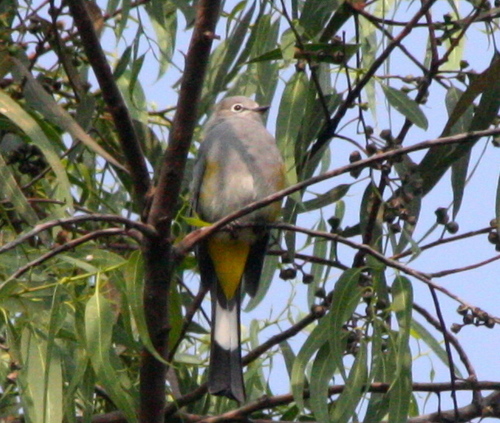Ptiliogonys cinereus