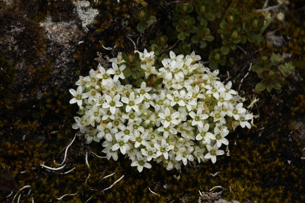 Shivparvatia ciliolata