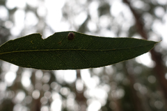 Eucalyptus strzeleckii