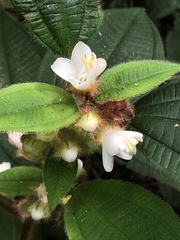 Miconia microphysca