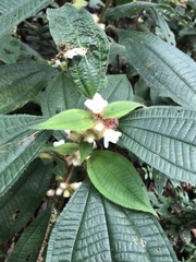 Miconia microphysca