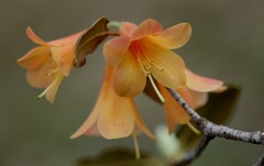 Rhododendron cinnabarinum