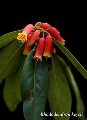 Rhododendron keysii