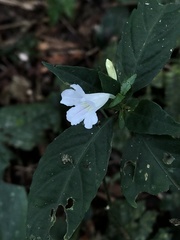 Ruellia terminalis