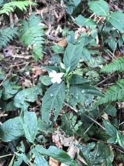 Ruellia terminalis