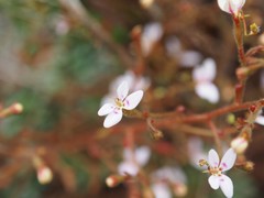 Stylidium assimile