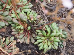 Stylidium assimile