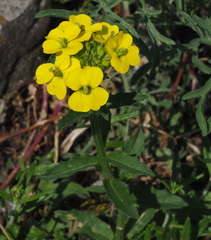 Erysimum odoratum