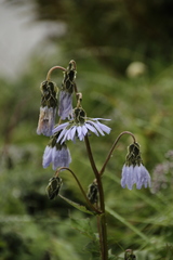 Melanoseris macrantha