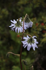 Melanoseris macrantha