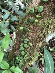Peperomia serpens