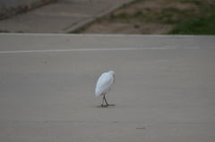 Bubulcus ibis