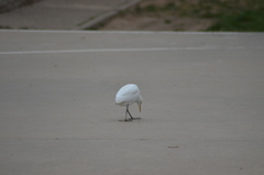 Bubulcus ibis