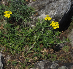 Erysimum odoratum