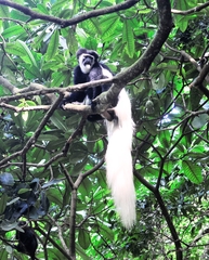 Colobus caudatus