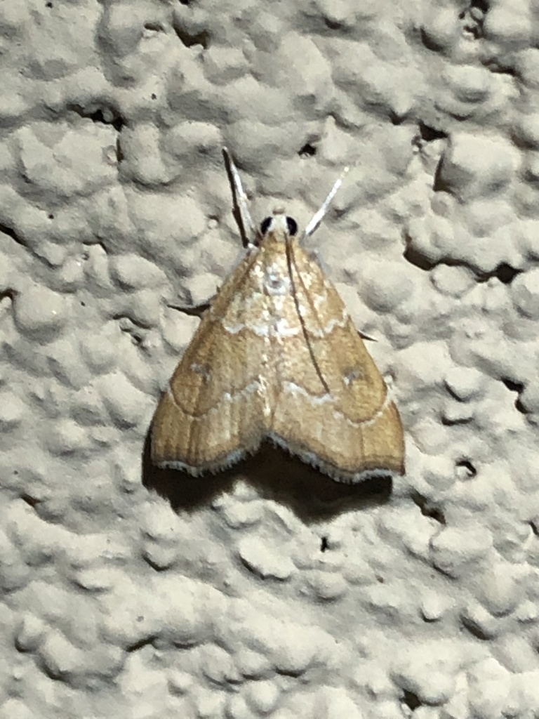 Scybalistodes vermiculalis
