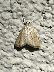 Scybalistodes vermiculalis