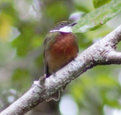 Heterocercus flavivertex