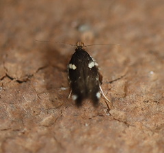 Macrobathra alternatella