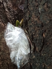 Tytthoscincus temmincki