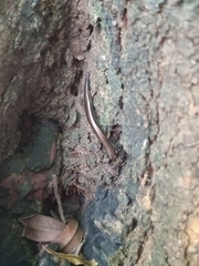 Tytthoscincus temmincki