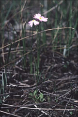 Primula mistassinica