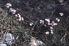 Primula mistassinica