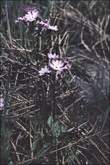 Primula mistassinica